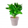 Nertel Herb Pot Set