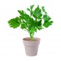 Nertel Herb Pot Set